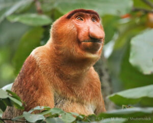 Proboscis Monkey, endemic to Borneo
