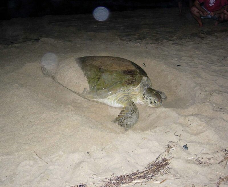 Green sea turtle nesting By U.S. Fish and Wildlife Service [Public domain], via Wikimedia Commons