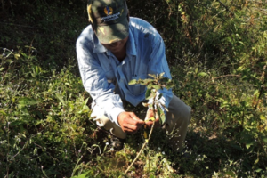 Planting trees in Andean Forest