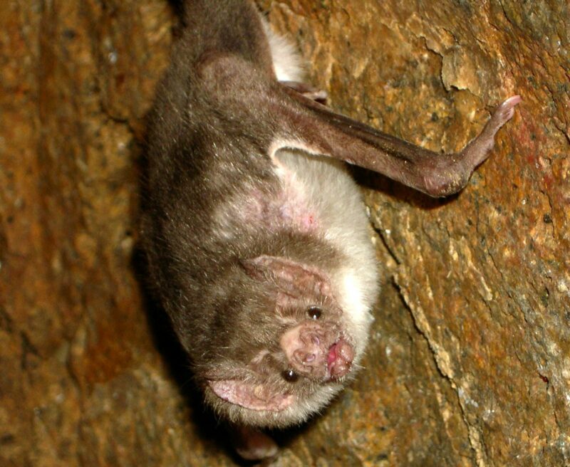 Common Vampire Bat Desmodus Rotundus taken Sangayan Island, Paracas National Reserve, Departamento Ica, Peru Wikimedia Commons user Acatenazzi