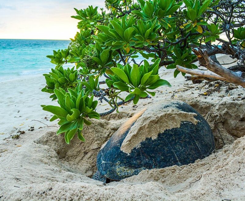 Green Sea Turtle nesting at sunrise By GretelW (Own work) [CC BY-SA 4.0 (https://creativecommons.org/licenses/by-sa/4.0)], via Wikimedia Commons