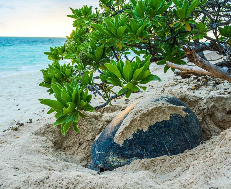 Sea Turtles Habitat sea-turtles-habitat