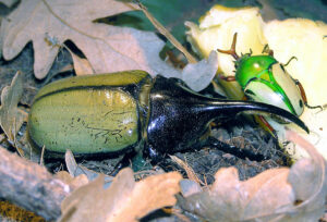 Hercules beetle at Bristol Zoo By Adrian Pingstone, via Wikimedia Commons
