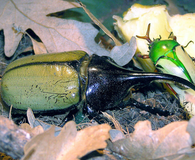 Hercules beetle at Bristol Zoo By Adrian Pingstone, via Wikimedia Commons