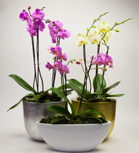 Enterprise Plants Orchid planters. Credit Enterprise Plants