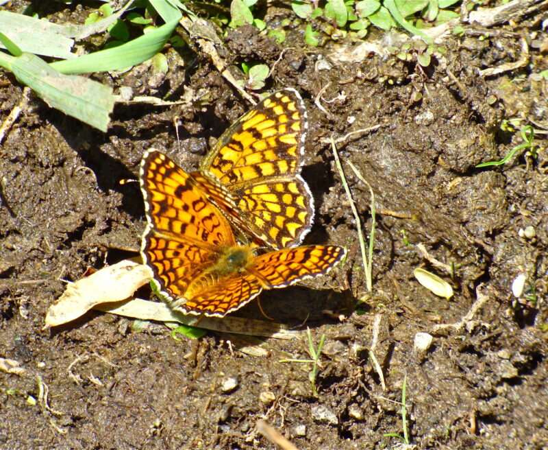 High Brown Fritillary, Caucasus Wildlife Refuge, Armenia © Bill Oddie