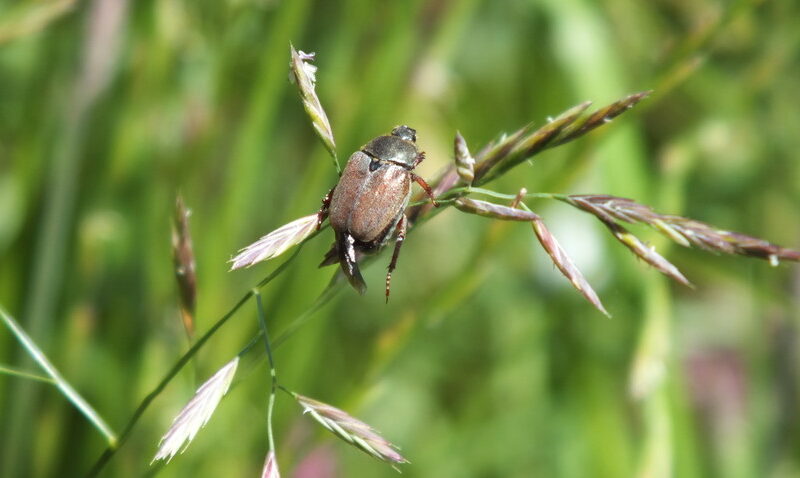 Common Cockchafer at Kites Hill, UK, credit WLT/Christina Ballinger