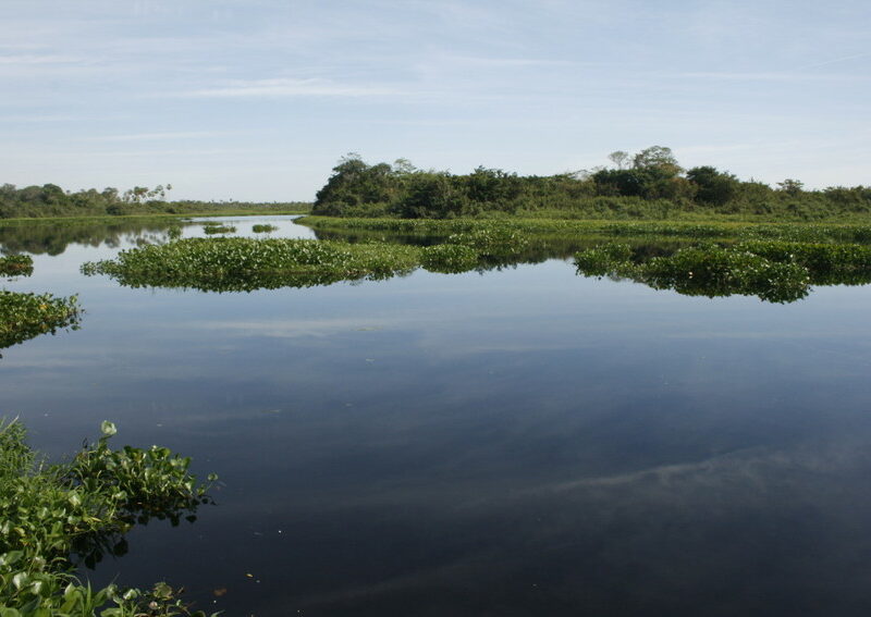 Chaco-Pantanal Reserve, Paraguay. Credit Guyra Paraguay/Jose Luis Cartes