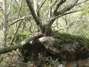 Juniper forest, Hoya Verde, Mexico. Credit GESG