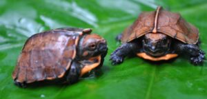 Newly hatched Keeled Box Turtles, Vietnam credit Simon Brauberg - ATP/IMC