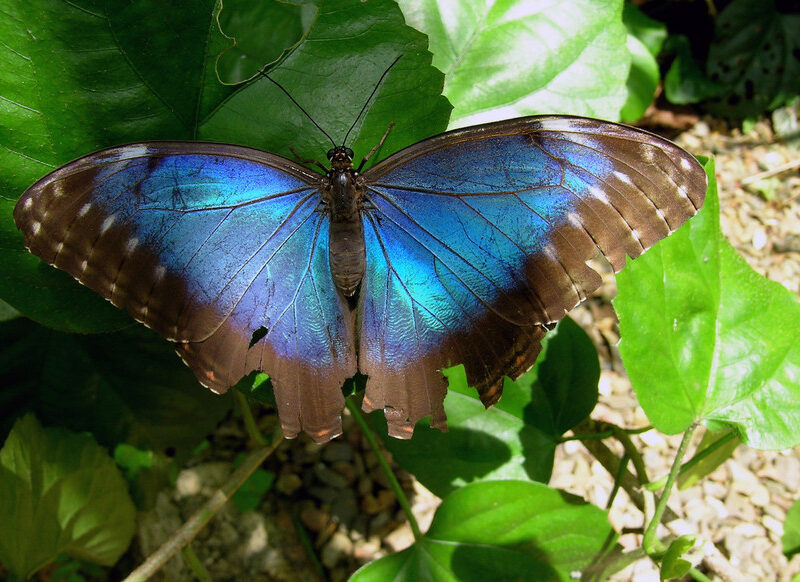 Morpho Butterfly, Belize, credit David Tomlinson