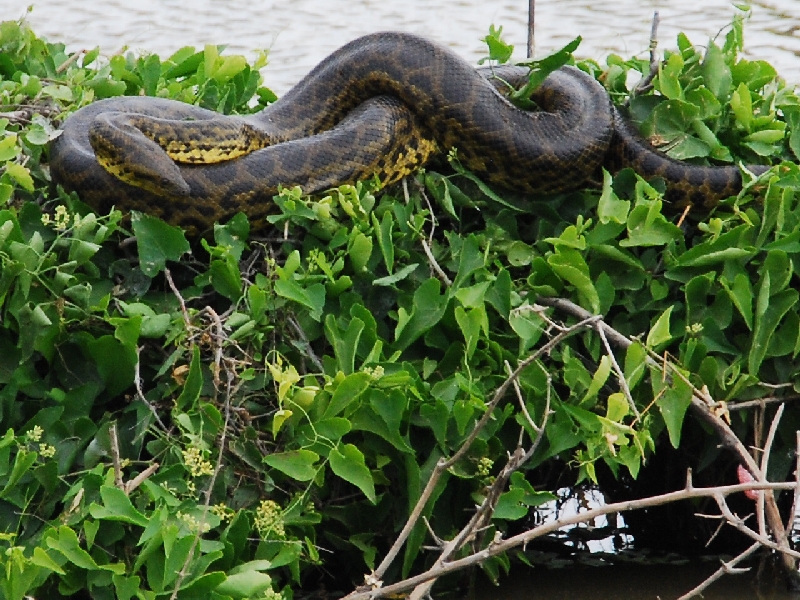 green anaconda snake in water