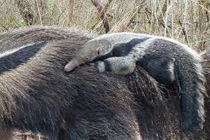 Young Anteater