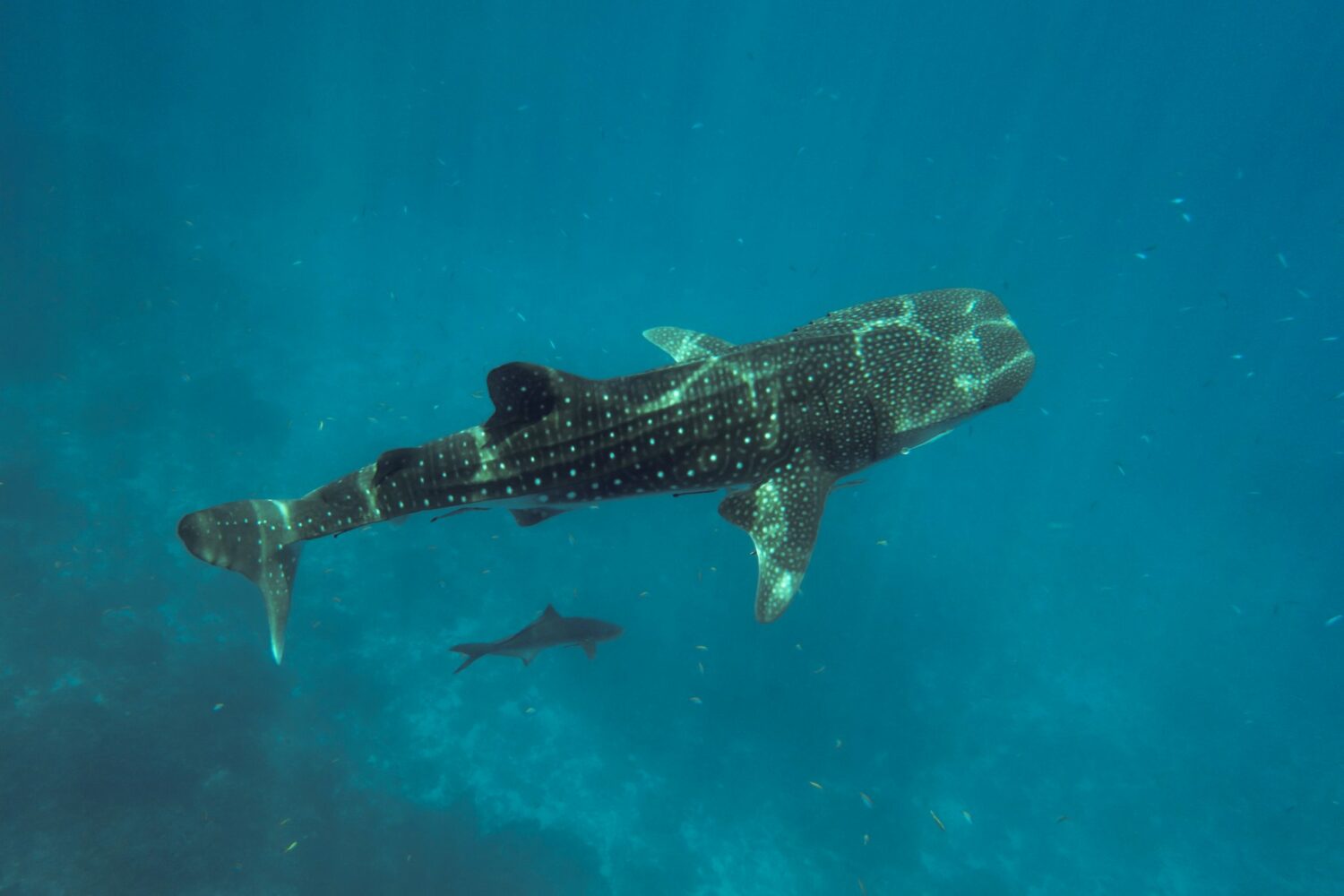 whale-shark-copyright-shutterstock-world-land-trust