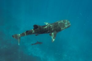 Whale Shark copyright Shutterstock
