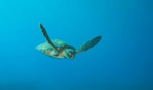 Green Sea Turtle. Copyright Shutterstock