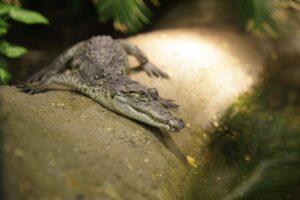 Morelet's Crocodile copyright Shutterstock