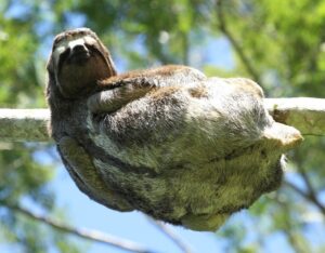 Brown-throated Sloth ©WLT/Scott Guiver