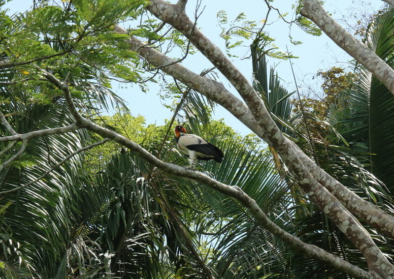 Adult King vulture credit Programme for Belize