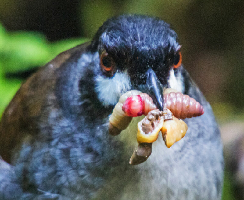 Jocotoco Antpitta with grubs credit Edison GoodyearSwordBilledExpeditions.com