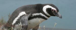Magellanic Penguin for banner Lee Dingain