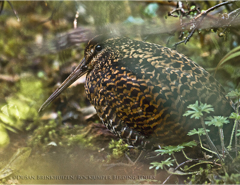 Imperial Snipe credit Dusan Brinkhuizen- Yanacocha