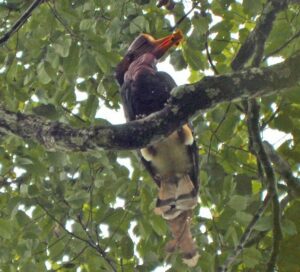 Male Helmeted Hornbill with food for female in nest cavity. Credit Felicity Oram