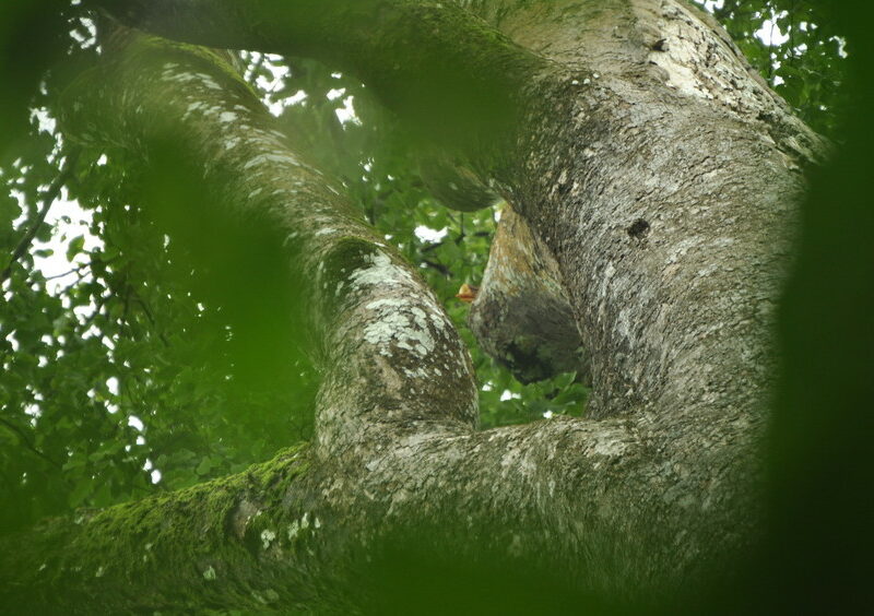 Helmeted hornbill Glimpse in tree Credit Felicity Oram