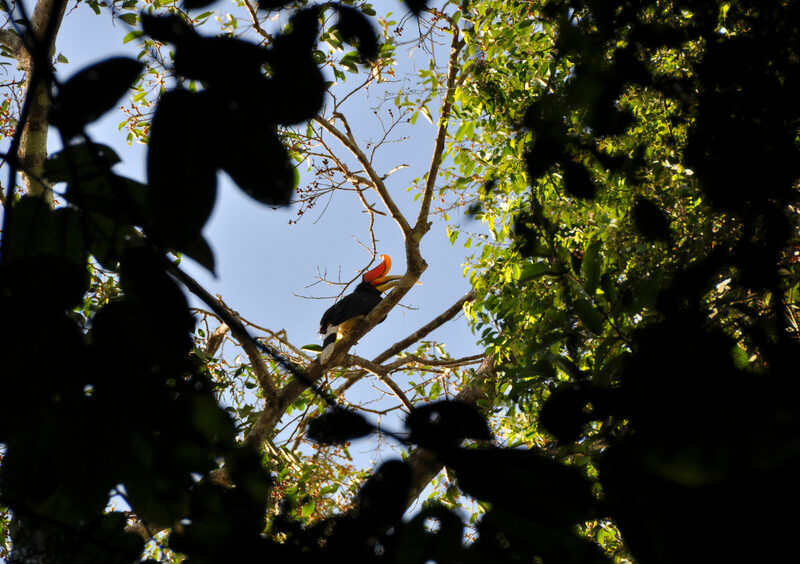 Rhinoceros Hornbill credit Dzulirwan bin Takasi