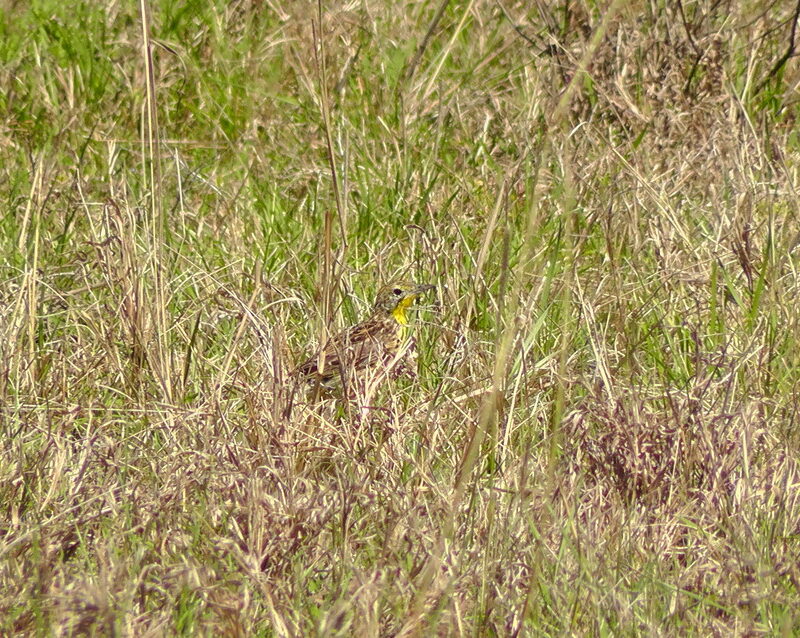 Sharpes Longclaw in tussock grass credit Martha Nzisa