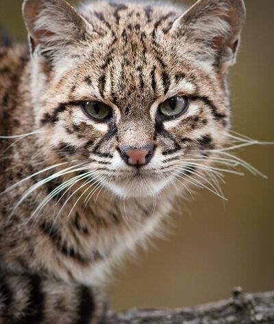 Geoffroy's Cat