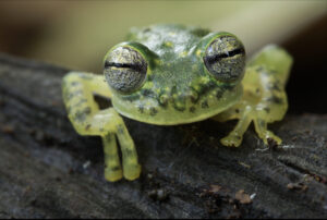 Puyo Giant Glass Frog