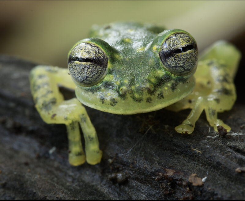 Puyo Giant Glass Frog