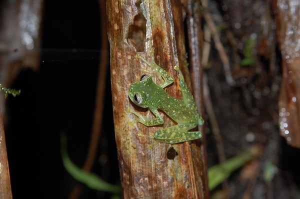 Puyo Giant Glass Frog © Matthew Perez