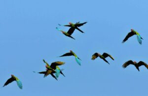 Military Macaws