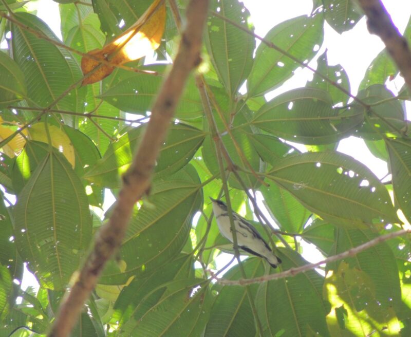 Cerulean Warbler