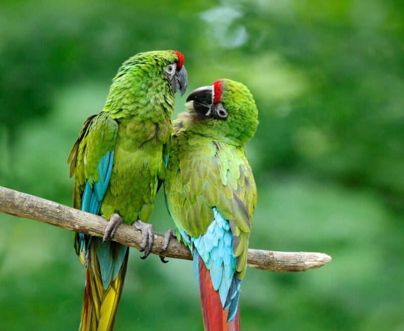 Military Macaw (Ara militaris)