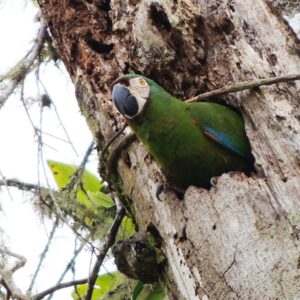 Military Macaw in nest hole