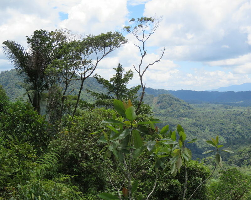 Amazonian Andes, Narupa Reserve