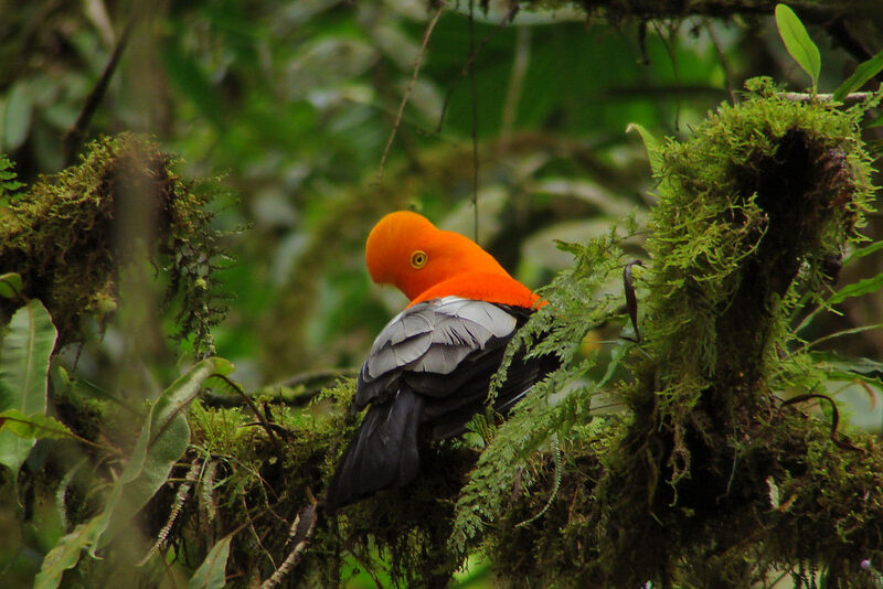 Andean Cock-of-the-rock