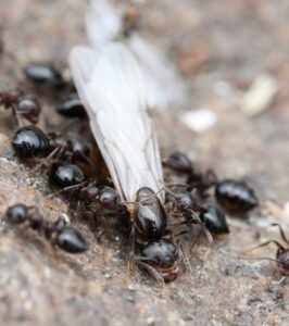 Worker ants tend to a reproductive ant