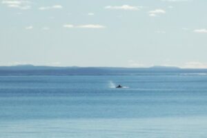 Orca (Killer Whale) sighting from the coast of the Patagonian Steppe, Argentina