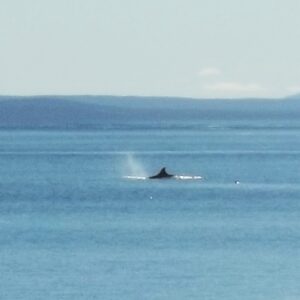 Orca (Killer Whale) sighting in Argentina