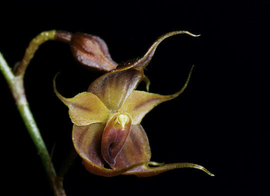 The Puro Orchid, Teagueia Puroana