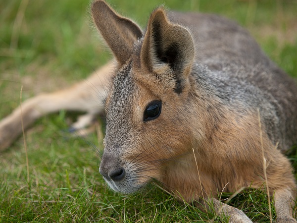 Patagonian Mara