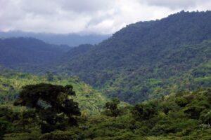 Tropical forest with mountain backdrop in the Amazonian Andes, Ecuador