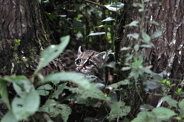 Margay in forest 