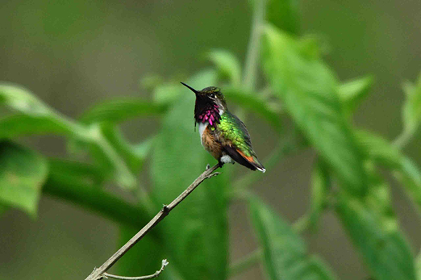 Bumblebee Hummingbird (Atthis Heloisa) 