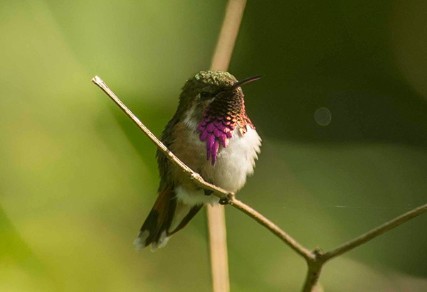 Bumblebee Hummingbird (Atthis Heloisa) in Sierra Gorda, Mexico