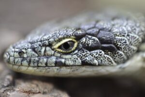 Bromeliad Arboreal Alligator Lizard © Roberto Pedraza Ruiz